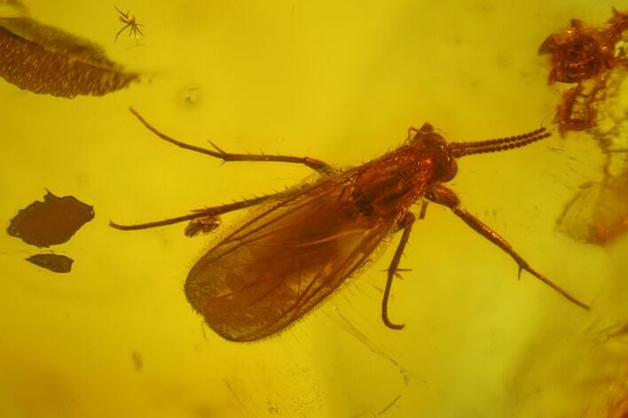 Fossil Fly (Diptera) In Baltic Amber #150742